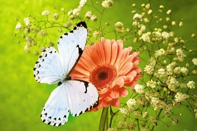 Butterfly Flower Hi Res Wallpapers