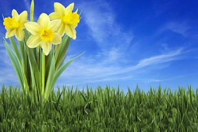 Download Beautiful Flower Wallpapers HD Resolution