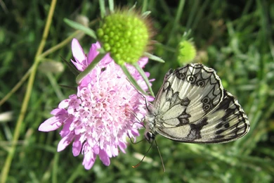 Flowers Wallpapers, Flower Photos, Exotic Flowers For Your Desktop ...