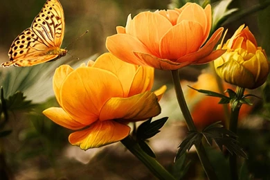 Butterfly And Flower Image 1080p
