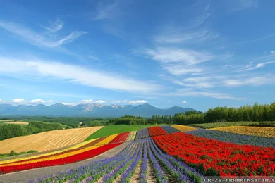 Flowers Scenery Wallpapers   Crazy Frankenstein