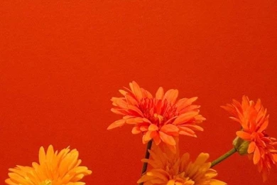 HD iPhone Wallpapers HD iPhone 4 Backgrounds Img 19