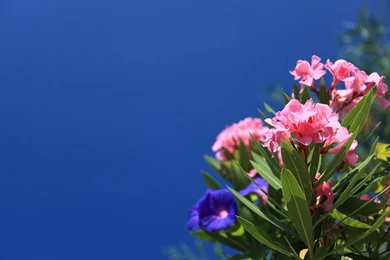 Free Photo: Oleander, Background, Beautiful   Free Image On ...