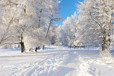 Free Winter Nature Wallpapers