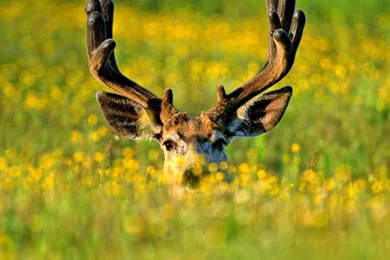 Bing Wallpapers Archive