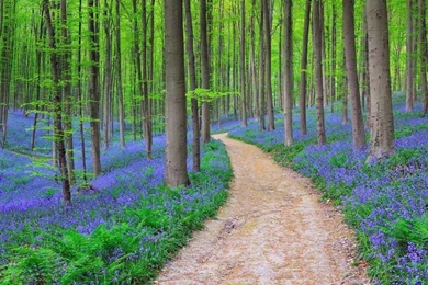 Bluebells.jpg