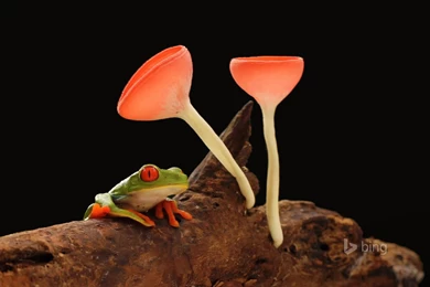 Bing Wallpapers Archives