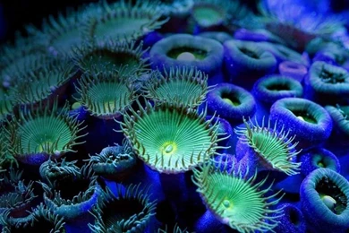 Bing Wallpapers Archive