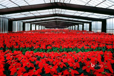 Poinsettia Flowers Cultivation In Greenhouse