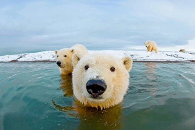 Bing Image Archive: Polar Bears, Arctic National Wildlife Refuge ...