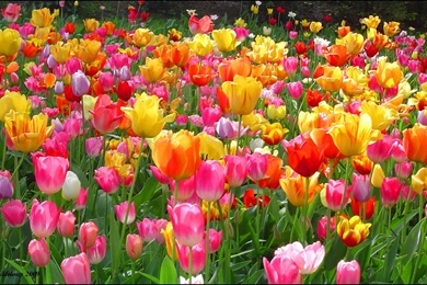 Colorful Tulip Wallpapers For Desktop