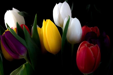 Colorful Tulips Wallpapers And Images   Wallpapers, Pictures, Photos