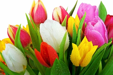 Tulip Wallpapers Hd Wallpapers Page 0