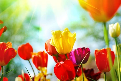 Colorful Tulips Wallpapers And Images   Wallpapers, Pictures, Photos