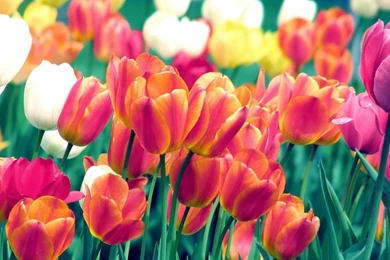 Colorful Tulips Wallpapers   Flower Wallpapers