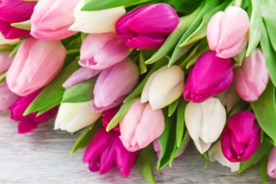 TULIPS WALLPAPER   (