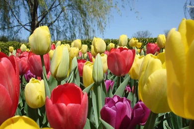 Colorful Tulips Wallpapers   Flower Wallpapers