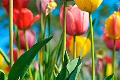 Tulips Wallpapers   Flower Wallpapers