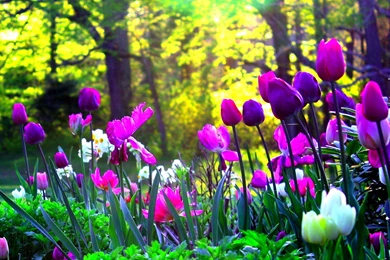 Tulips Wallpapers   Wallpapers Cave