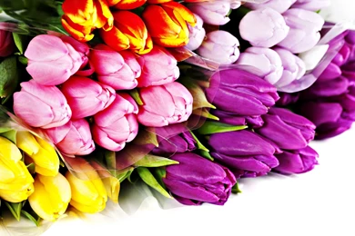 Orange Tulips Wallpapers   Digital Art Wallpapers