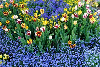 Colorful Tulips Wallpapers