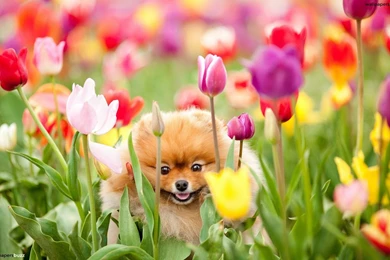 Cute Dog And Tulips