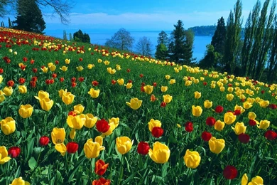 Lovely Yellow Tulip Wallpapers   Colors Wallpapers (34512434)   Fanpop