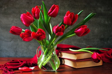 Red Tulips Wallpapers   Widescreen HD Wallpapers