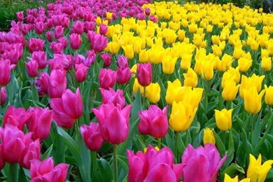 Tulip Flowers Wallpapers (15 Photos)
