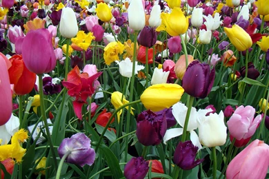 Tulip Desktop Wallpapers