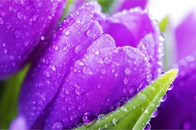 HQ Tulips Wallpapers