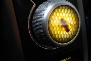 Dodge Ram 1500 Ruble Bee 2014 Photo 104701 Pictures At High Resolution