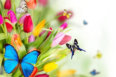 Beautiful Butterflies On Flowers   1920x1080   Full HD 16/9 ...