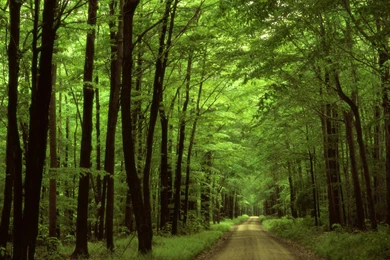 High, Resolution, Roads, Going, Nature, Wallpapers, Images ...