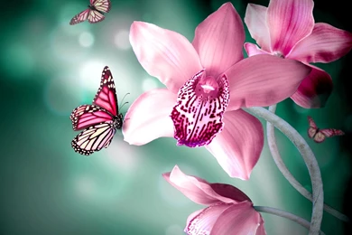 Butterflies Flower HD Wallpapers