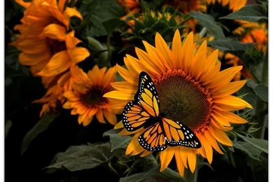 Colorful Butterflies On Flowers Wallpapers Hd Live Wallpapers ...