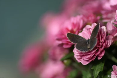 Butterfly Pink Wallpapers 141166
