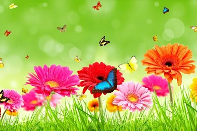 1440x900px Butterflies And Flowers Wallpapers