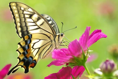Beautiful Pink Flowers And Butterflies Pictures Wallpapers ...