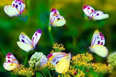Butterflies And Flowers   (
