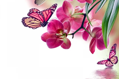 Download Wallpapers Orchid, Pink, Water, Reflection, Flowers ...