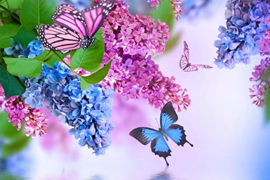 Insects Butterflies Lilac Animals Flowers Butterfly Wallpapers ...