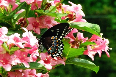 Butterflies: Gorgeous Black Butterfly Pink Flowers Wallpapers ...