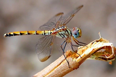 Amazing Wallpaper Backgrounds ~ Amazing Wallpapers Free