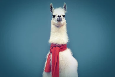 Llama Computer Wallpapers, Desktop Backgrounds