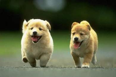 Puppies Wallpapers And Images   Wallpapers, Pictures, Photos