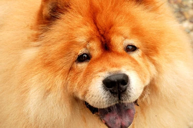 Chow Chow Dog Wallpapers   , New Wallpapers, New Wallpapers