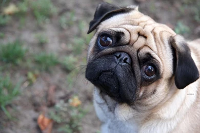 Cute Pug