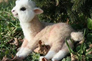 Other: Cuteness Resting Llama Baby Cute Free Desktop Backgrounds ...