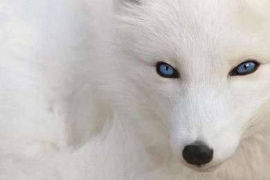 Best White Wallpapers   Wallpapers HD Wide